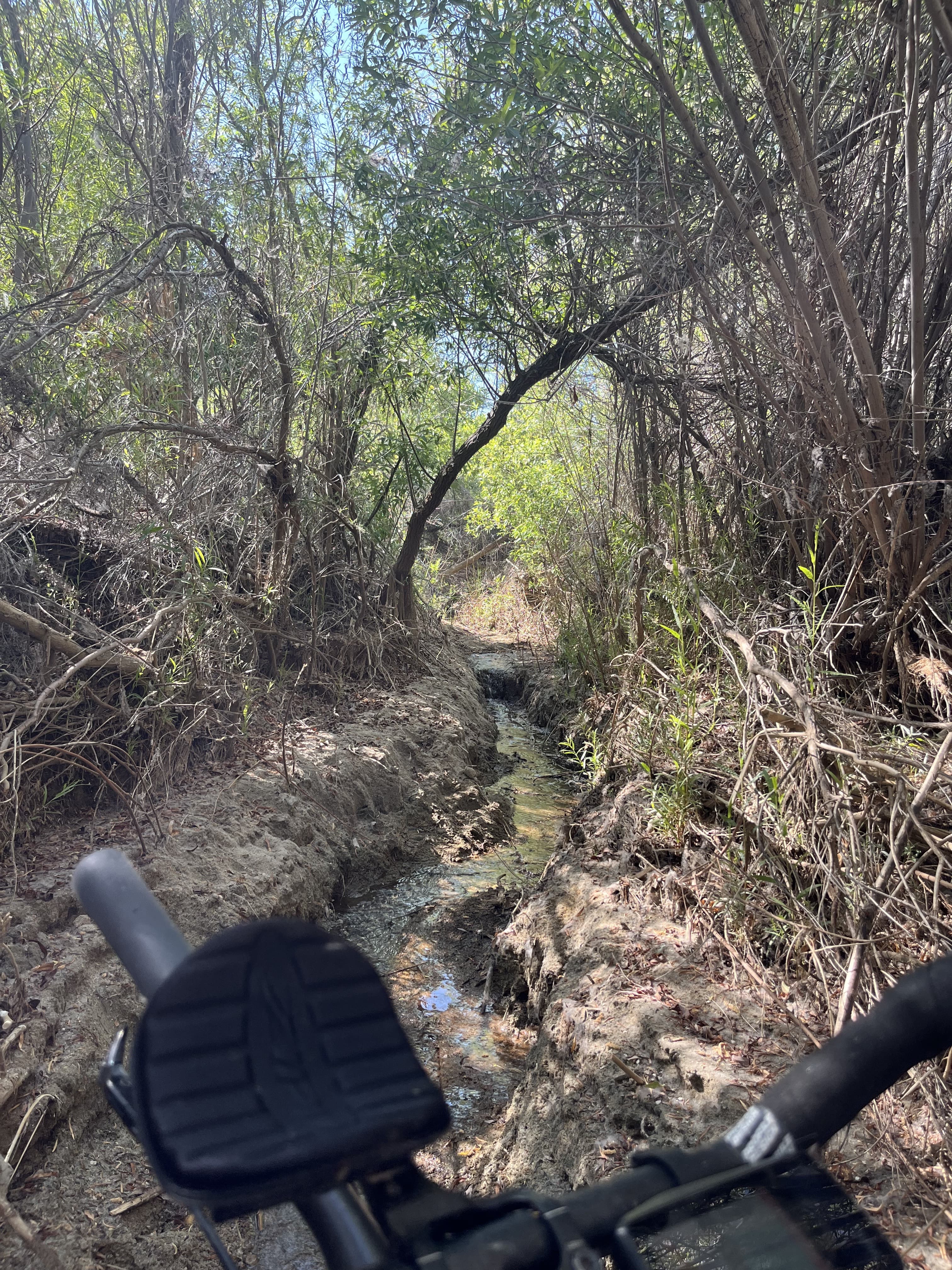 Pushing the bike up an overgrown, brushy creek in Coyote Canyon